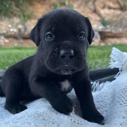 Vader - Black male Cane Corso puppy in Utah from 3Lake Kennelz
