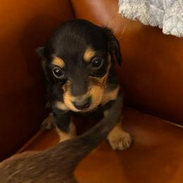 Girl 2 - Black and cream female Dachshund puppy in Stilwell, Oklahoma from Starr Springs Doxies