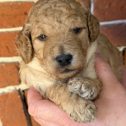 Willie Robertson - Apricot male Poodle puppy in Fairfield, North Carolina from Leaning T Ranch