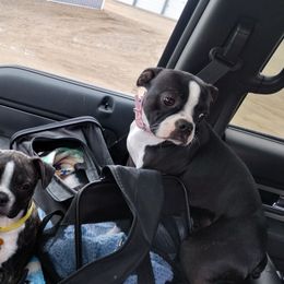 Foxi Roxi - Boston Terrier