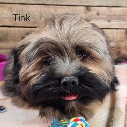 Tink - Brown female Lhasa Apso puppy in Jefferson, New York from Absolute Lhasa Love