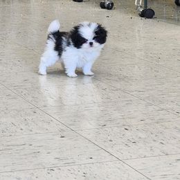 Boy 2 - Black and white male Japanese Chin puppy in Summerset, South Dakota from Rochan’s Japanese Chins