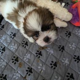 Shih Tzu Puppies from ROYAL SHIHTZUS