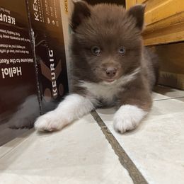 Pomsky Puppies from Urban Sky Kennel