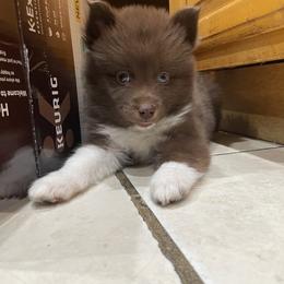 Pomsky Puppies from Urban Sky Kennel
