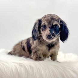 Zelda - Dapple female Dachshund puppy in Litchfield, Illinois from Charmm Dachshunds