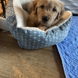 Golden Retriever Puppies from Gail’s Goldens
