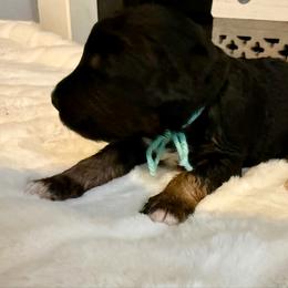 Snickerdoodle - Phantom female Bernedoodle puppy in Hegins, Pennsylvania from Bubbling Springs Doodles, LLC