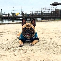 Philly - French Bulldog