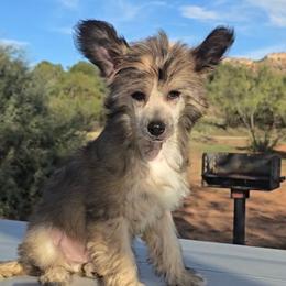 Braxton Long Star Angel - Brown male Chinese Crested puppy in Amarillo, Texas from Victoria's Chinese Cresteds Long Star Angels