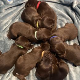 Pudelpointer Puppies from Saddle Creek Kennels