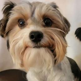 Bandit - Yorkshire Terrier