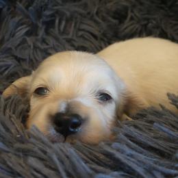 AKC Latte - Cream male Dachshund puppy in Plant City, Florida from Oakley's Dachshund Ranch