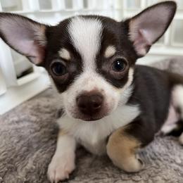 Coco - Red female Chihuahua puppy in Coweta, Oklahoma from Green Country Chihuahuas