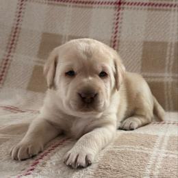 Black - Yellow male Labrador Retriever puppy in Tekonsha, Michigan from Asher Acres Labs