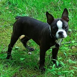 Boston Terriers from Celtic Kennel Bostons