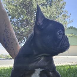 French Bulldog puppies from Edgewater Frenchies