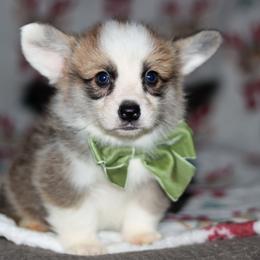 Blitzen - Sable male Pembroke Welsh Corgi puppy in New Hampshire from Muddy Paws Corgis