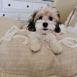 Cavalier King Charles Spaniel and Cavapoo All Grown Up from Terrace Cavaliers and Cavapoo’s