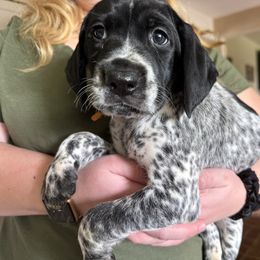 Orange - Black and white male German Shorthaired Pointer puppy in Whitelaw, Wisconsin from French Creek GSPs