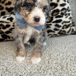 Blue - Blue merle male Bernedoodle puppy in Curtice, Ohio from The Pink Doghouse