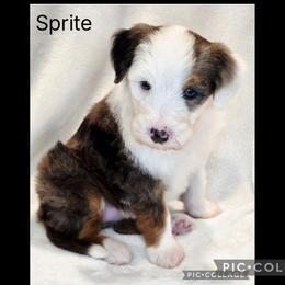 Sprite - Blue merle female Sheepadoodle puppy in Roseburg, Oregon from Lookingglass Doodles
