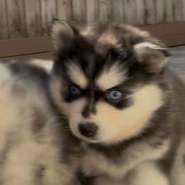 Selena - Black and white female Pomsky puppy in Spring Hill, Florida from PDQ Pomskies