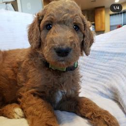 Goldendoodle Puppies from Desert Dream Doodles