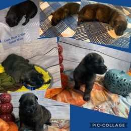 SVV'S HELD BRUCE WAYNE - German Shepherd puppy in Little Rock, Arkansas from Strahl Von Valor Shepherds