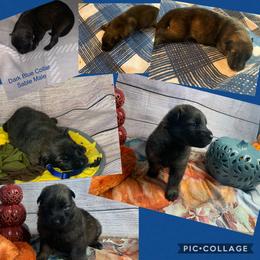 SVV'S HELD BRUCE WAYNE - German Shepherd puppy in Little Rock, Arkansas from Strahl Von Valor Shepherds
