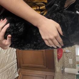 Aussiedoodle, Bernedoodle, and Poodle Puppies from Megan’s Spoiled Standards