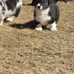 Rudolph - Black and white male American Corgi puppy in Temple, Texas from Silver Moon Cardigan Corgis
