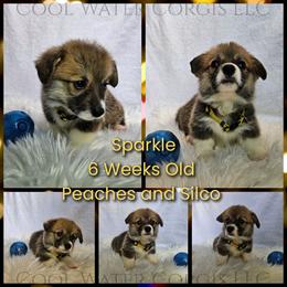 Sparkle - Red female Pembroke Welsh Corgi puppy in Kiowa, Colorado from Cool Water Corgis LLC