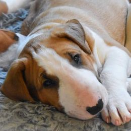 Bull Terrier Puppies from Virtue Bull Terriers