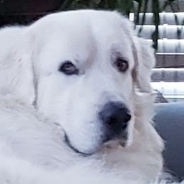 Snowy - Great Pyrenees