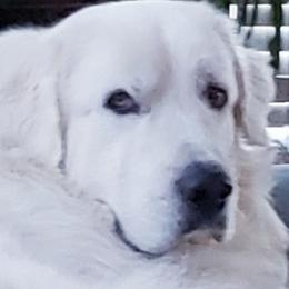 Snowy - Great Pyrenees
