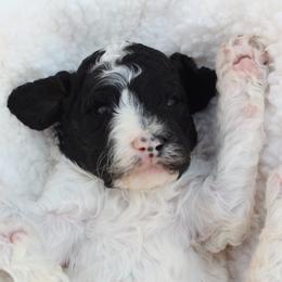 Lucky-Male - Parti male Poodle puppy in Scottsville, Kentucky from Barren River Bernedoodles and Poodles