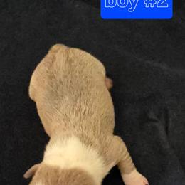 Boy 2 - Lilac male Boston Terrier puppy in Des Moines, Iowa from Razmom's Boston Terriers