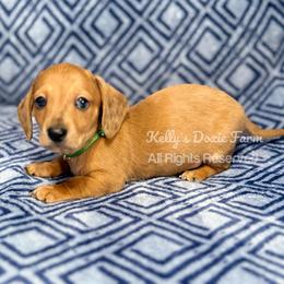 Red Dapple Male Smooth Coat - Red male Dachshund puppy in Cleveland, Tennessee from Kelly's Doxie Farm