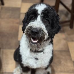 Australian Mountain Doodle and Bernedoodle All Grown Up from Country Creek Doodles