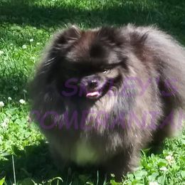 Pomeranians from Skyley's Pomeranians