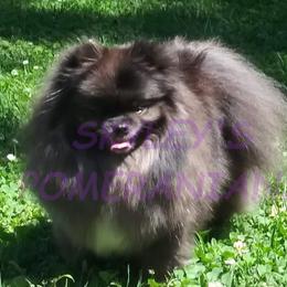 Pomeranians from Skyley's Pomeranians