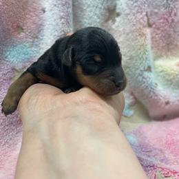 Neo - Black and tan male Miniature Pinscher puppy in Lancaster, Missouri from White Stone Ranch