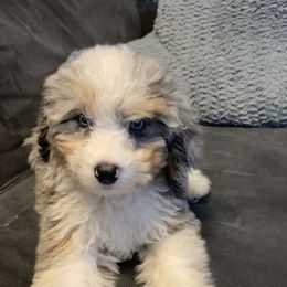 Aussiedoodle Puppies from Lovable Doodles SA