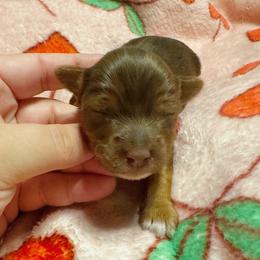 Boy 3 - Chocolate and tan male Yorkshire Terrier puppy in Bolton, Connecticut from Elle Yorkies
