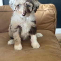 Aussiedoodle Puppies from Plum Farm Doodles