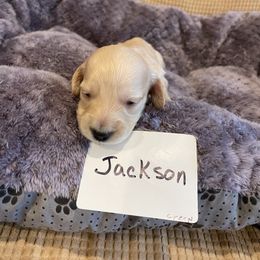 Dachshund Puppies from Forever home dachshunds