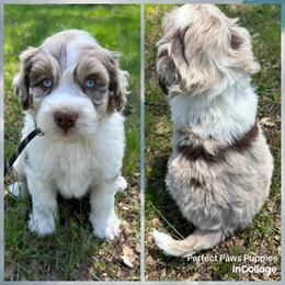 Boy 1 - Brown merle male Aussiedoodle puppy in Hillsboro, Illinois from Perfect Paws Puppies