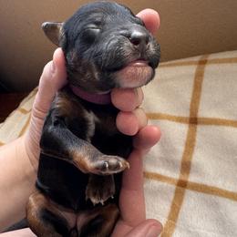 Jewel - Phantom female Poodle puppy in Arroyo Grande, California from Central Coast Poodle Paws