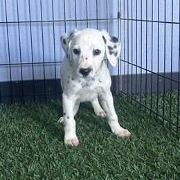 Spook LUA - White black and tan male Dalmatian puppy in Sedalia, Missouri from Missouri Dalmatians